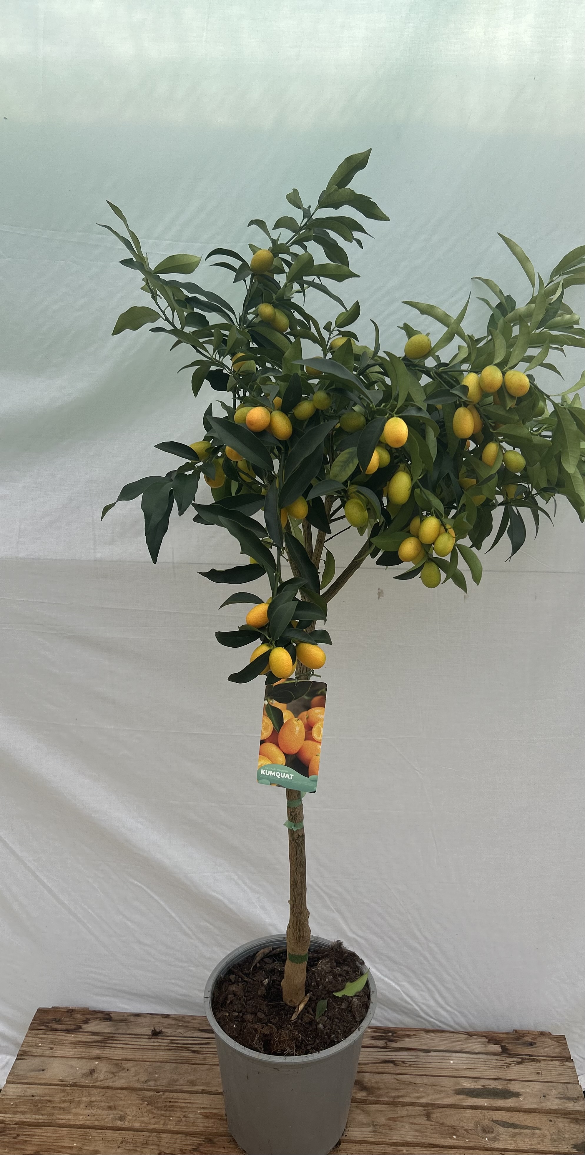 kumquat