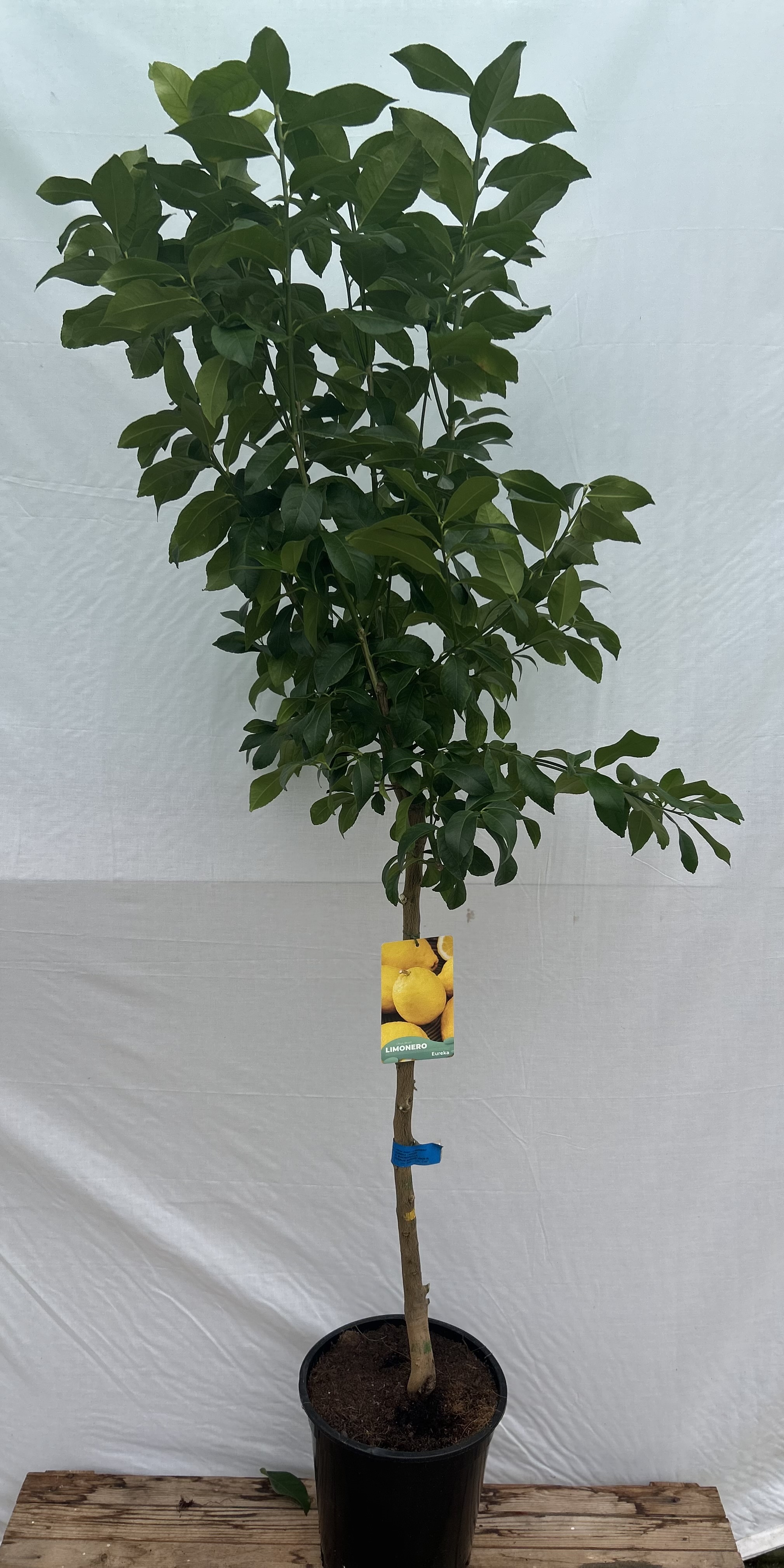 limonero