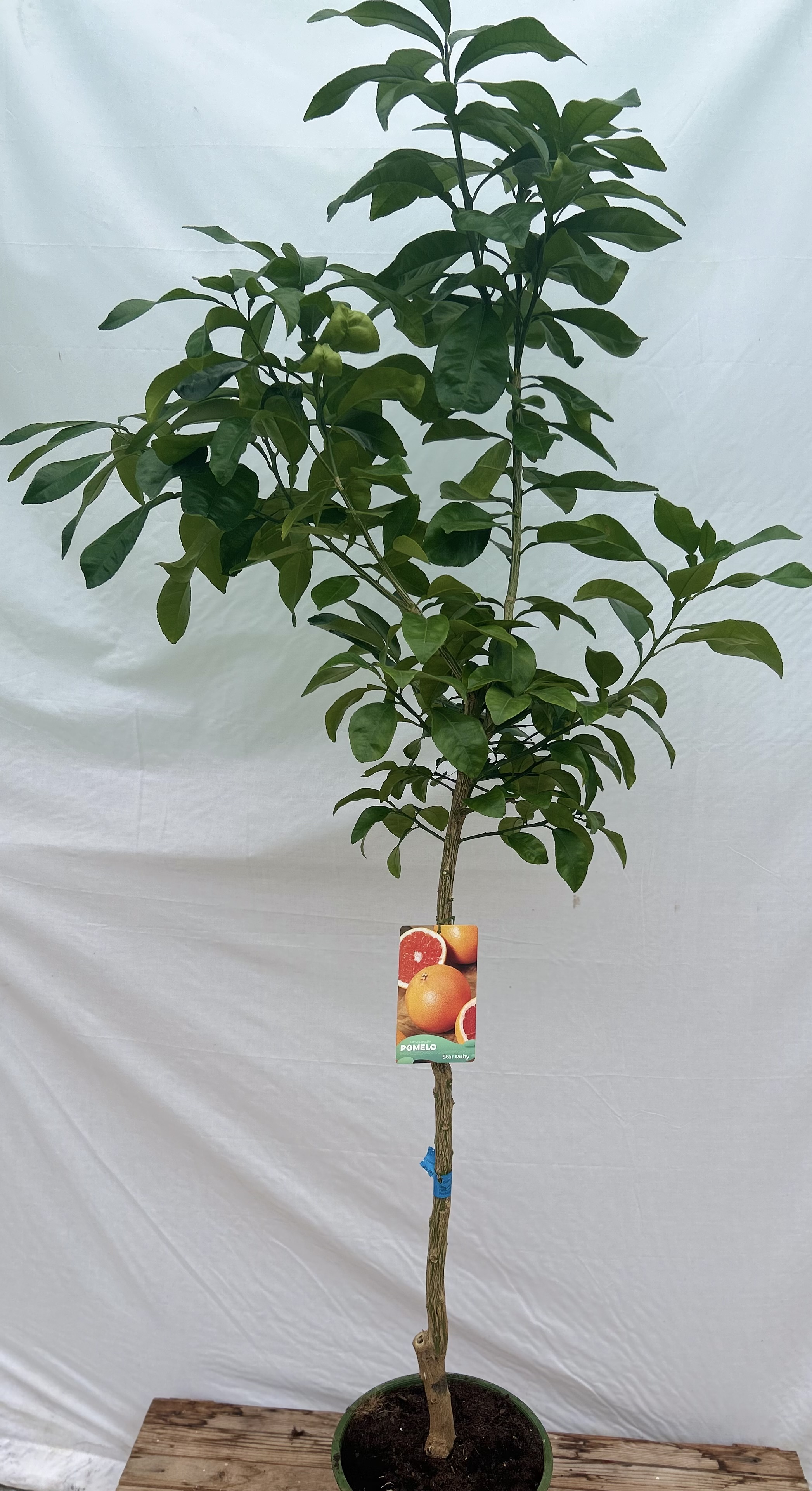 pomelo